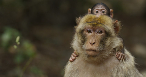 Obdivuhodný svět přírody - Makak berberský, Maroko