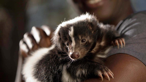 Dokonalé zvířecí smysly - 3/3 Čich