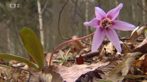 Nedej se! - Ochránce psího zubu