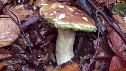 Týden v regionech (Brno) - 31. října 2020