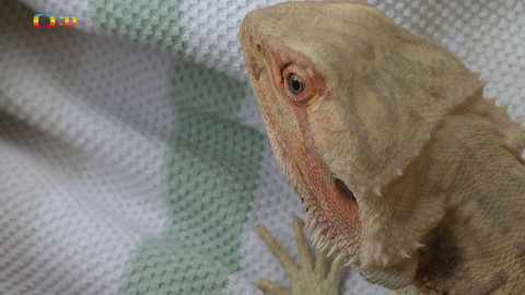 Terčin zvířecí svět - 14. listopadu