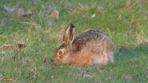 Tisíc let české myslivosti - 13. května 2010