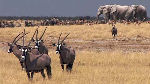 Přežili rok 2000 - 2/6 Africká savana