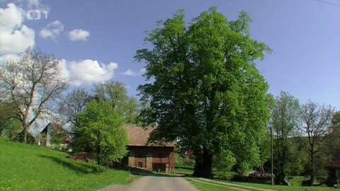 Živé srdce Evropy - Bratrská lípa