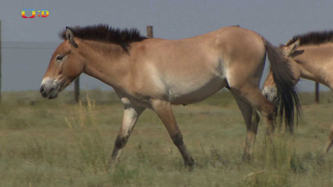 Zprávičky - 18. června