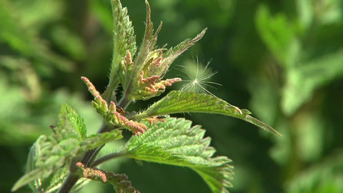 Co naše babičky uměly a na co my jsme zapomněli - Kopřiva