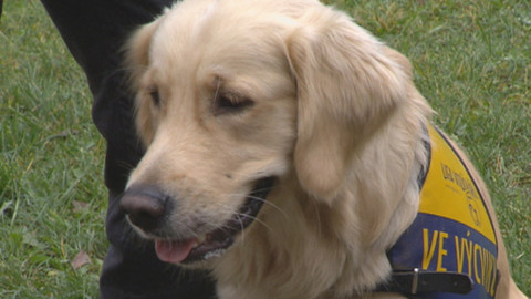 Chcete mě? - 11. ledna 2015