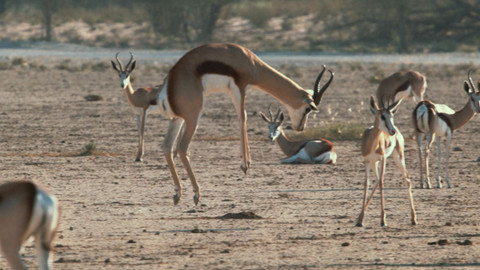 Obdivuhodný svět přírody - Antilopa skákavá, poušť Kalahari
