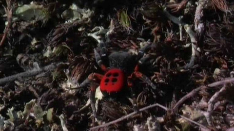 Živé srdce Evropy - Stepník rudý