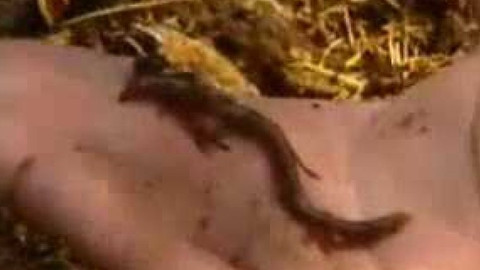 Přidej se - Žížaly