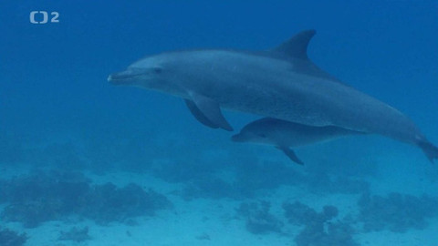 Dobrodružství vědy a techniky - Mezi delfíny