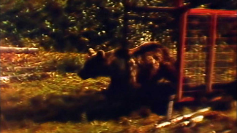 Archiv dne - 4. říjen 1981: Stěhování medvěda