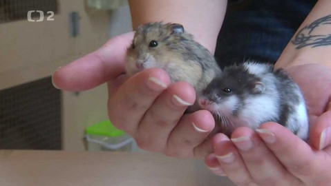 Chcete mě? - 14. ledna 2018