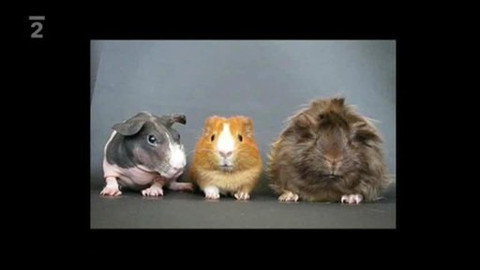 Kultura.cz - 3. dubna 2010