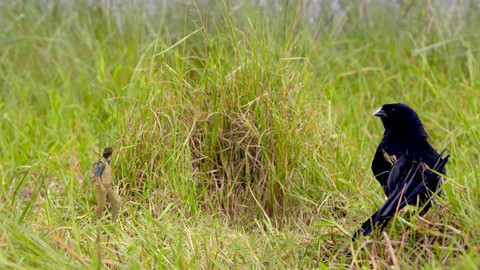 Andy na safari - Vida Jacksonova