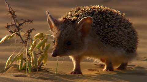 Safari z Knihy džunglí - Epizoda 18/26