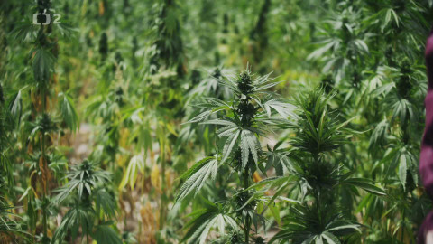 Dobrodružství vědy a techniky - Konopí