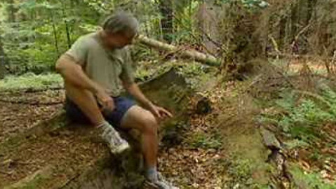 Přidej se - Prales Polom