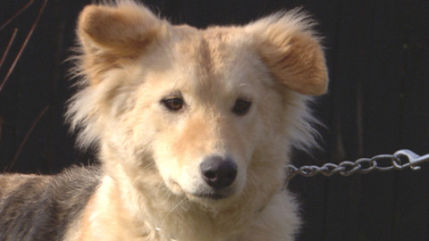 Chcete mě? - Chcete je?