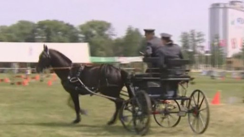 Jezdectví - SP v závodech spřežení Nebanice