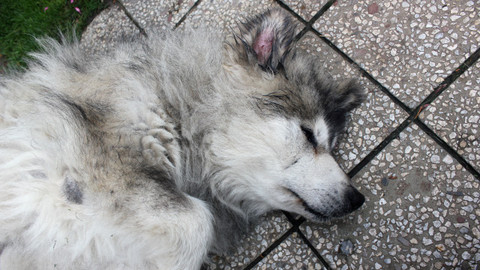 Kočka není pes - Zamilovaný Čaky a znepřátelené Queen a Daisi