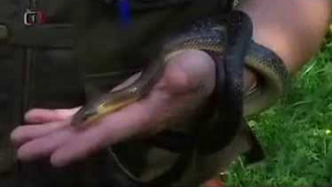 Živé srdce Evropy - Hadí údolí