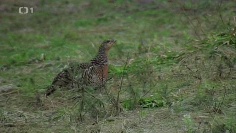 Živé srdce Evropy - Tetřev hlušec