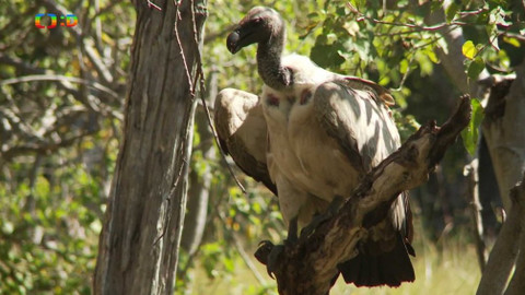 Africká abeceda - S – sup