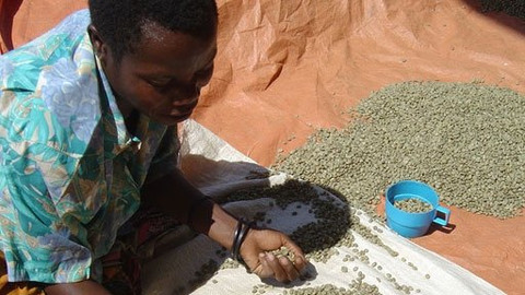 Příběhy z Afriky - Kávová spravedlnost