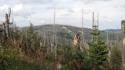 Divočina bez hranic - 11/13 Nationalpark Bayerischer Wald