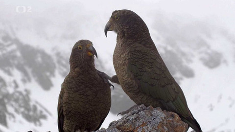 Dobrodružství vědy a techniky - Kea, podivuhodný papoušek z Nového Zélandu