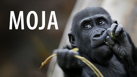 Moja