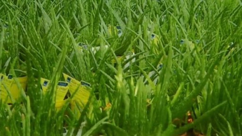 Pod pokličkou - Aloe nám svědčí, dokonce i léčí