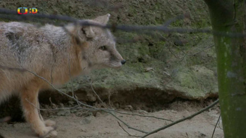 Terčin zvířecí svět - 23. února 2024