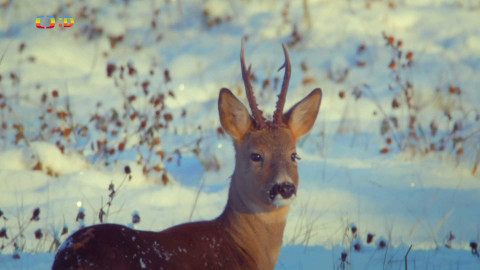 Rok v medvědím sedle - 4/18 Medvědí tajemství