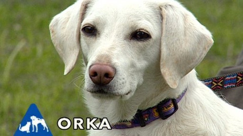 Chcete mě? - Chcete je?