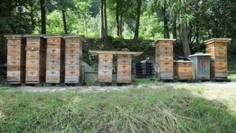 Nedej se! - České včelařství chemické