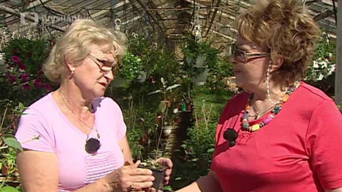 Dobrá rada nad zlato - 12. května 2007