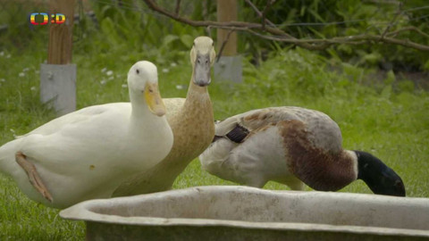 Zvířecí profesionálové - Kachny, které brání zahradu před plzáky
