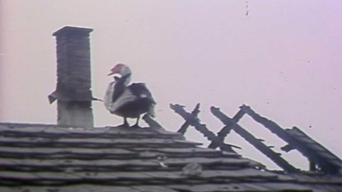 Archiv dne - 14. listopad 1984: Pojistky