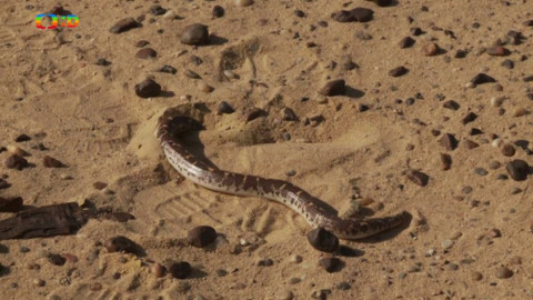 Africká abeceda - K – kobra