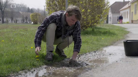 Do divočiny! - 17. Vlaštovky