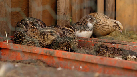 Co naše babičky uměly a na co my jsme zapomněli - Perličky a křepelky
