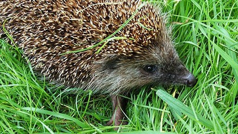 Příběhy z přírody - 2/6 Pajda