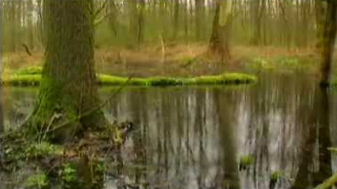 Živé srdce Evropy - Libický luh