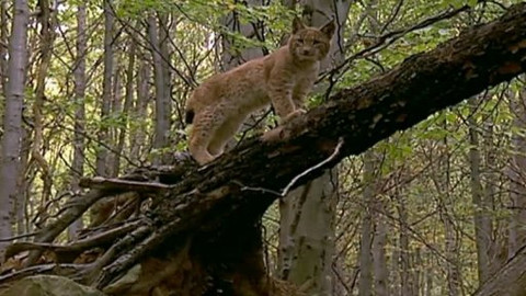 Madla a Ťap - 10/13 Jak navštívili poustevníka