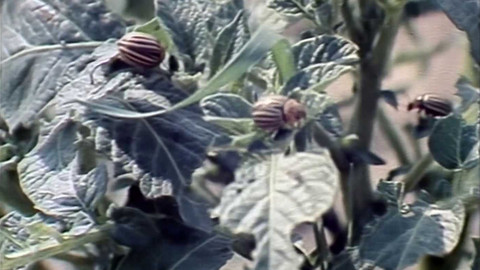 Archiv dne - 2. červen 1983: Mandelinka bramborová