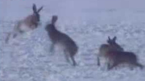 Přidej se - Zajíci