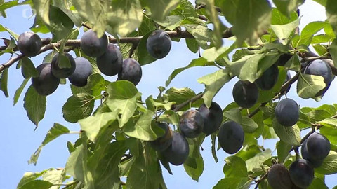 Týden v regionech (Ostrava) - 1. září 2018