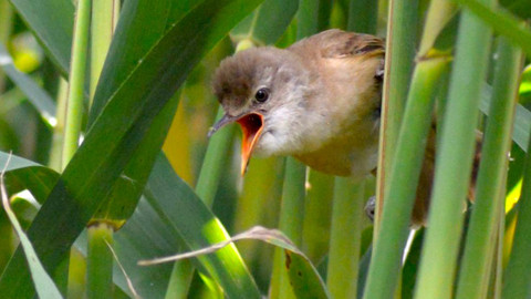 Příběhy zvědavých přírodovědců - 3/10 Závody ve zbrojení aneb O kukačkách a rákosnících